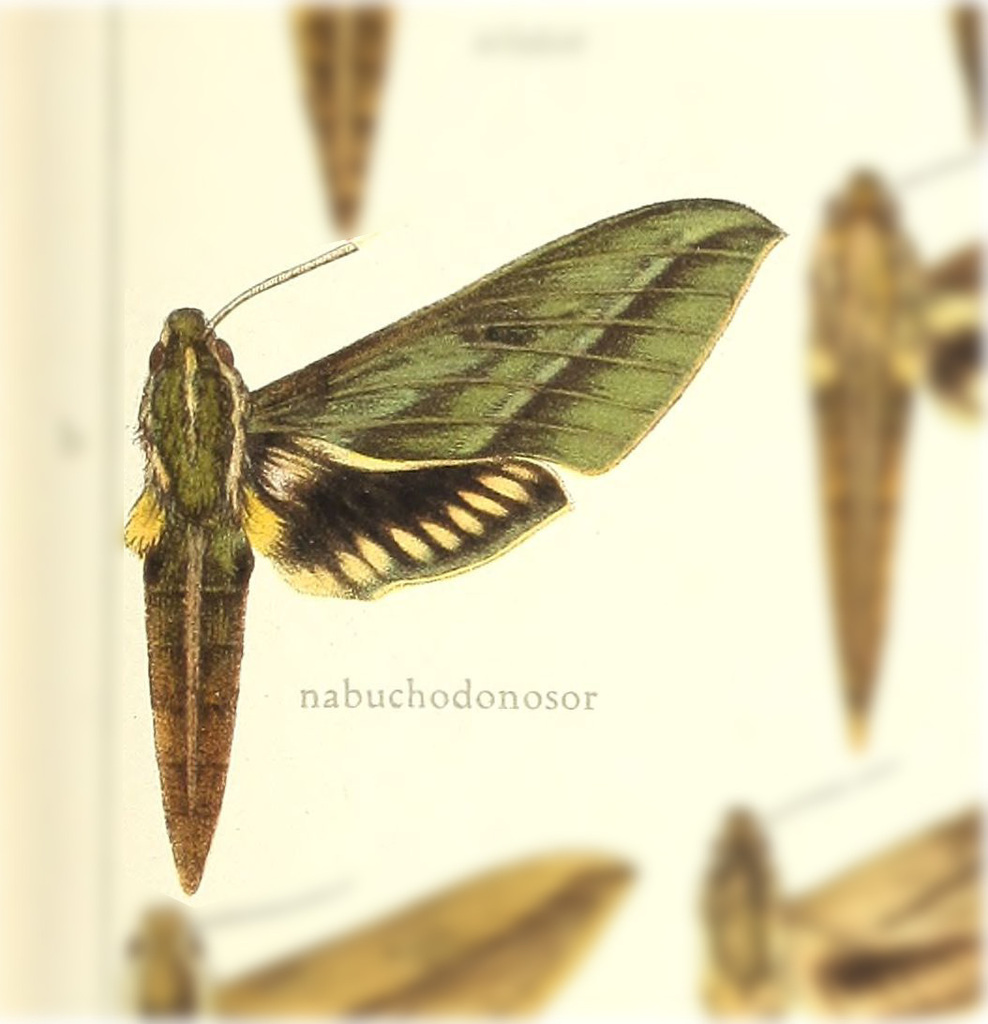 Xylophanes nabuchodonosor