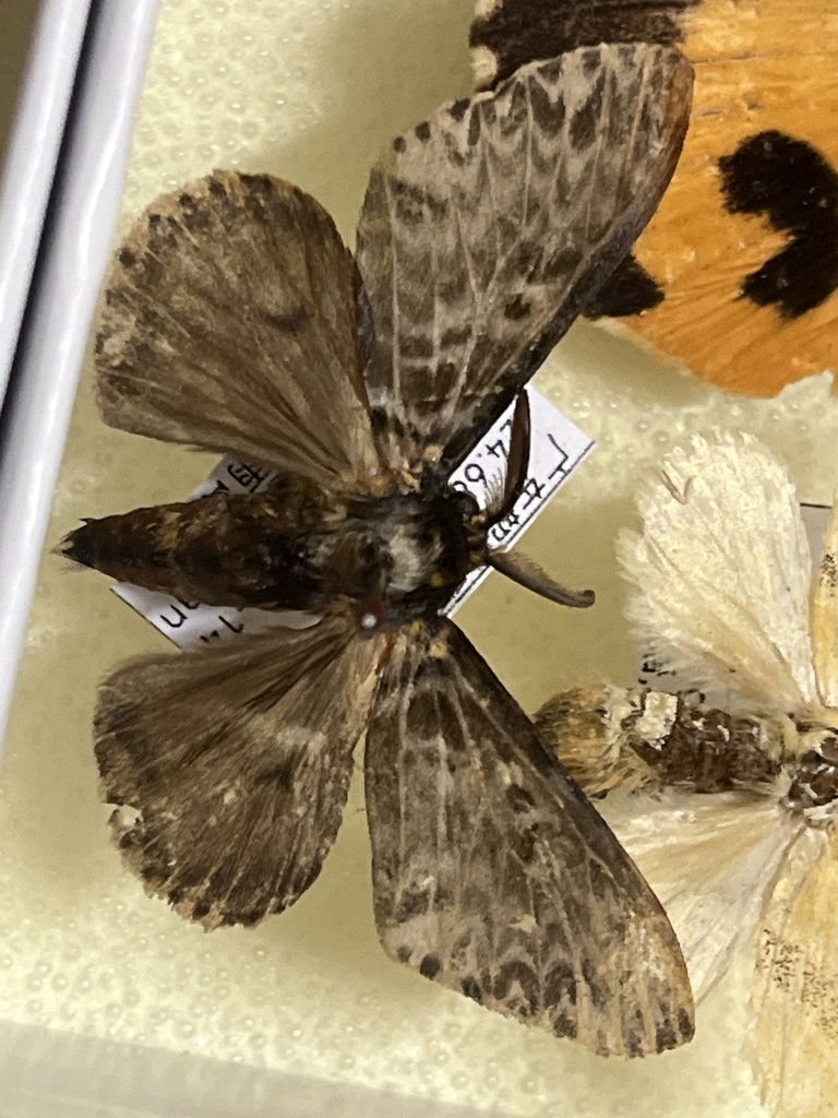 Pink Lymantria Moth from 中山大学(广州校区南校园), 广州市, 广东省, CN on October 20 ...