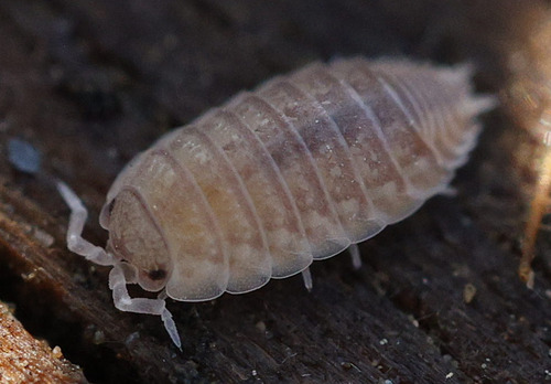 Agabiformius obtusus