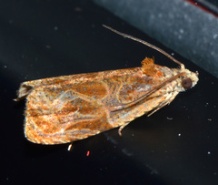 Olethreutes nitidana