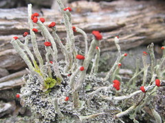 Cladonia macilenta macilenta
