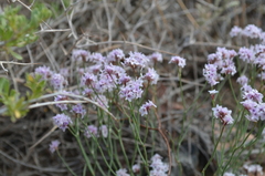 Limonium hoeltzeri