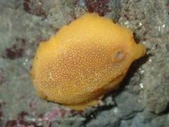 Doriopsilla albopunctata