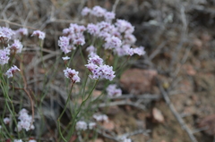 Limonium hoeltzeri