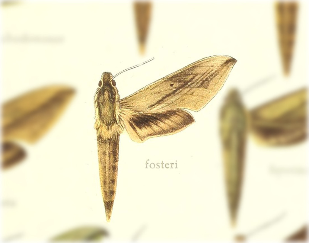 Xylophanes fosteri