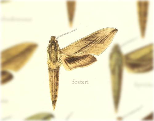 Xylophanes fosteri