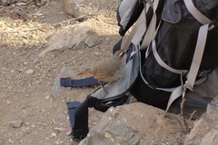 Scelorchilus albicollis