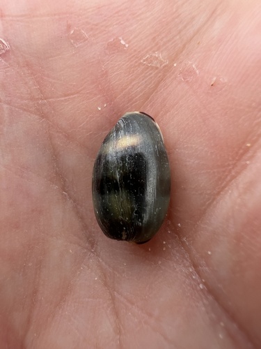 Cypraea felina observed 2025-10-18