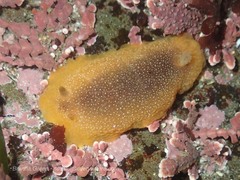 Doriopsilla albopunctata