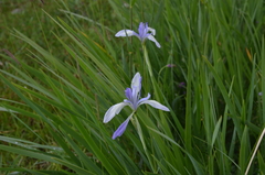 Iris lactea