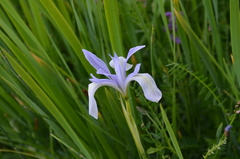 Iris lactea