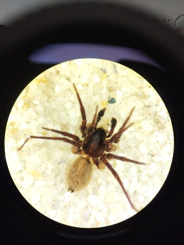 Pardosa femoralis