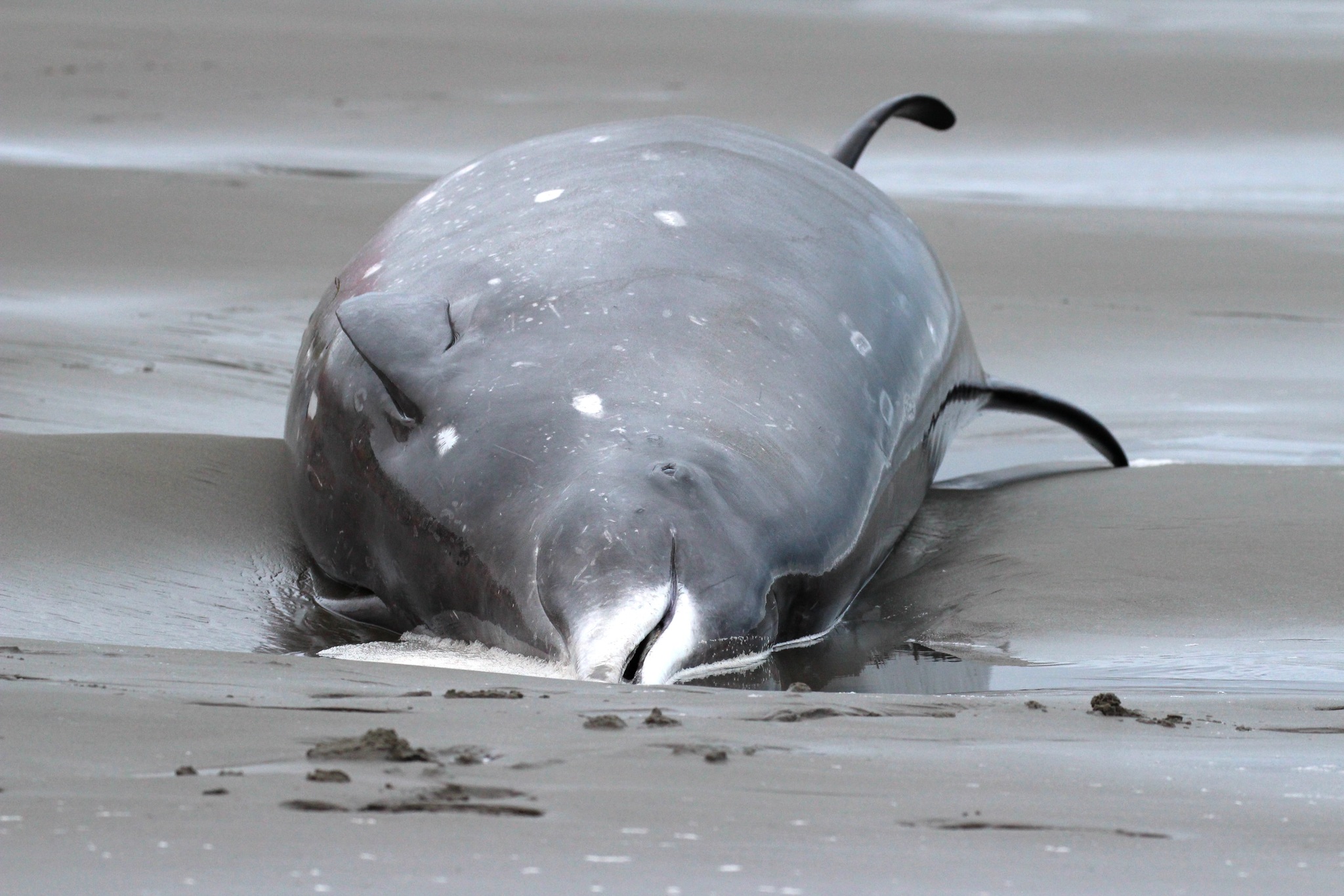 Mesoplodon grayi