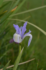 Iris lactea