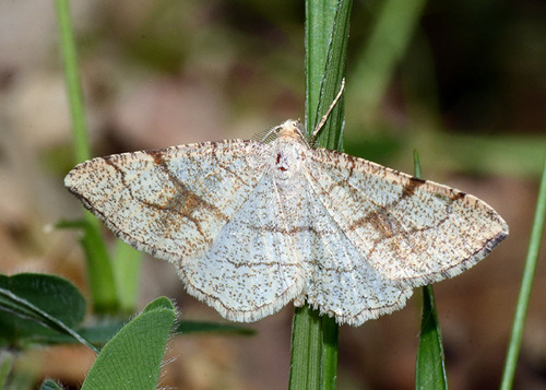 Adactylotis contaminaria