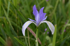 Iris lactea