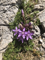 Gentianella aspera