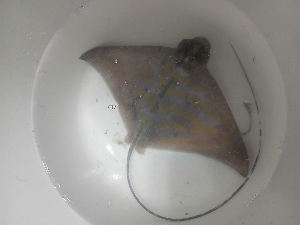 Blue-Banded Eagle Ray