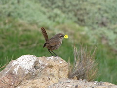 Scelorchilus albicollis