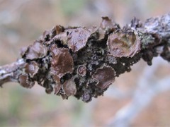 Tuckermanella fendleri