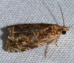 Olethreutes tilianum