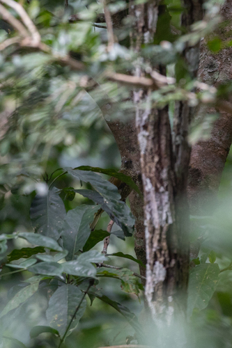 iNaturalist image