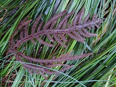 Neoptilota densa