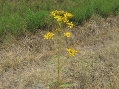 Solidago nitida