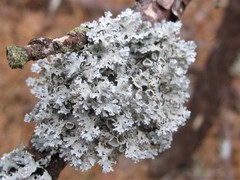 Imshaugia placorodia