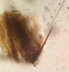 Hymenochaete cinnamomea