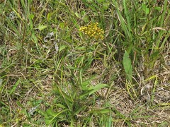 Solidago nitida