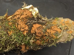 Hymenochaete cinnamomea
