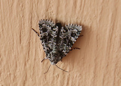 Lacinipolia olivacea