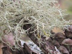Ramalina willeyi