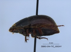 Coelus pacificus