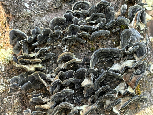 Trametes versicolor