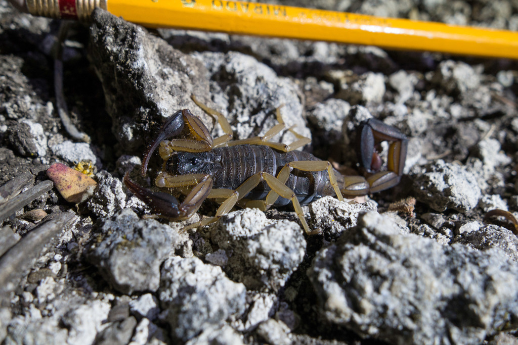 Chiapas Scorpion