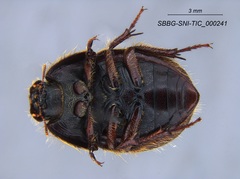Coelus pacificus