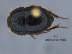 Coelus pacificus