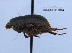 Coelus pacificus