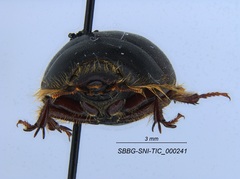 Coelus pacificus