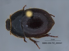 Coelus pacificus
