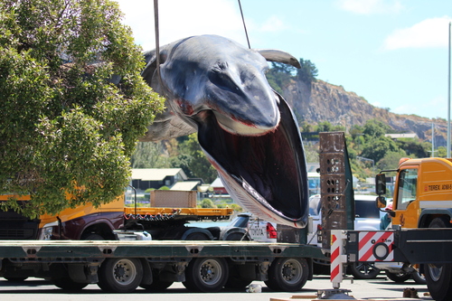 Fin Whale, Canterbury, NZ, photo 10 of 10