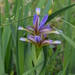 Iris halophila sogdiana - Photo (c) Aleksandr Naumenko, alguns direitos reservados (CC BY-NC), uploaded by Aleksandr Naumenko