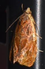 Olethreutes nitidana