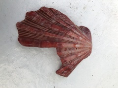Nodipecten nodosus