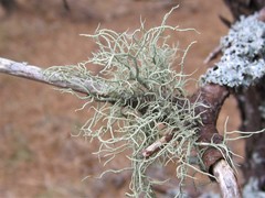 Usnea mutabilis