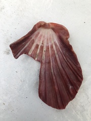 Nodipecten nodosus
