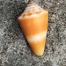 Florida Cone - Photo (c) Susan J. Hewitt, some rights reserved (CC BY-NC), uploaded by Susan J. Hewitt