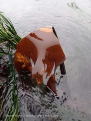 Laminaria setchellii